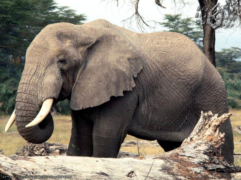 ช้างป่าแอฟริกา 