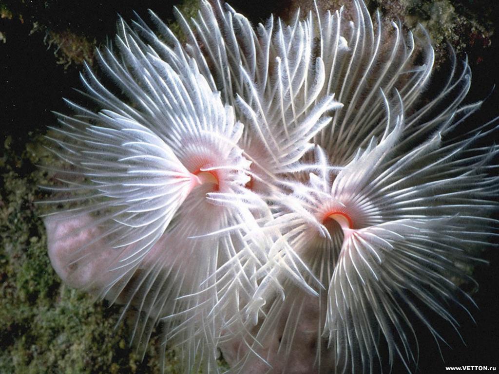 สิ่งมีชีวิตใต้ทะเล