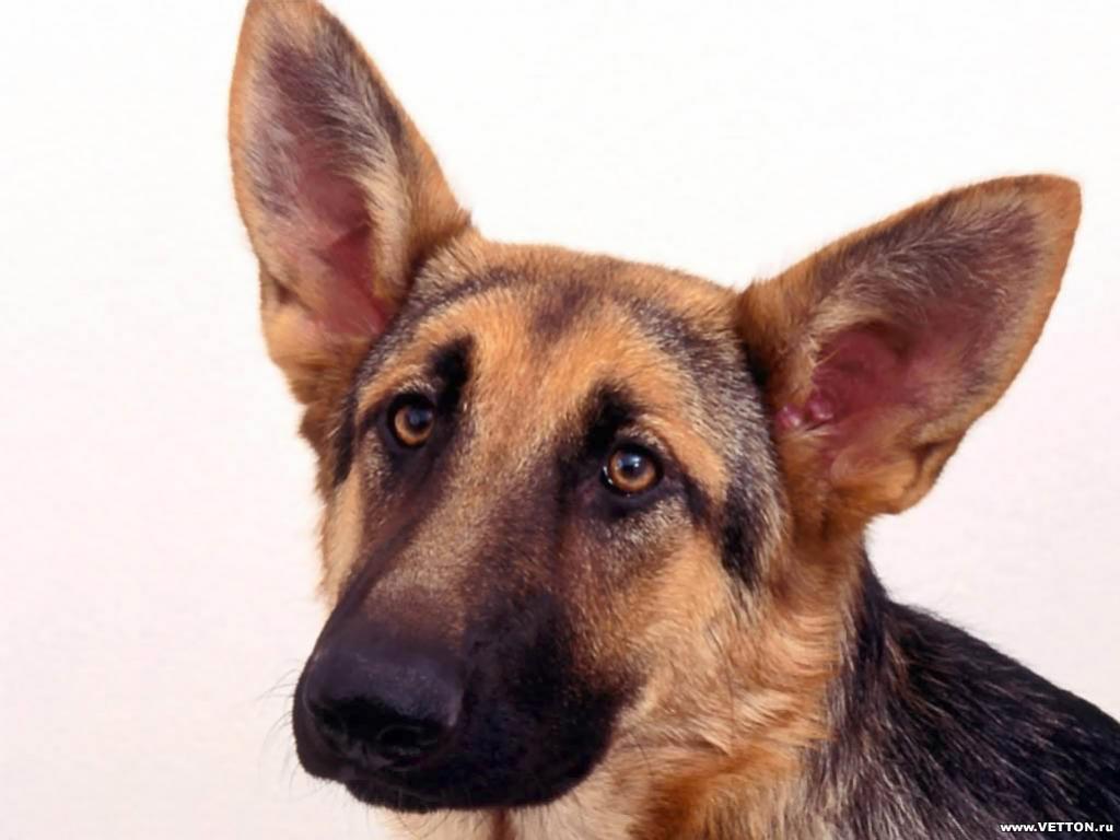 สุนัขอาเซเชียน