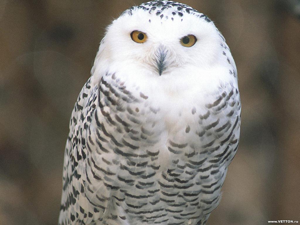 นกเค้าแมว