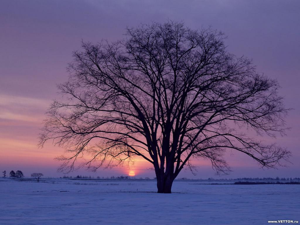 ต้นไม้กับเงาเดียวดาย