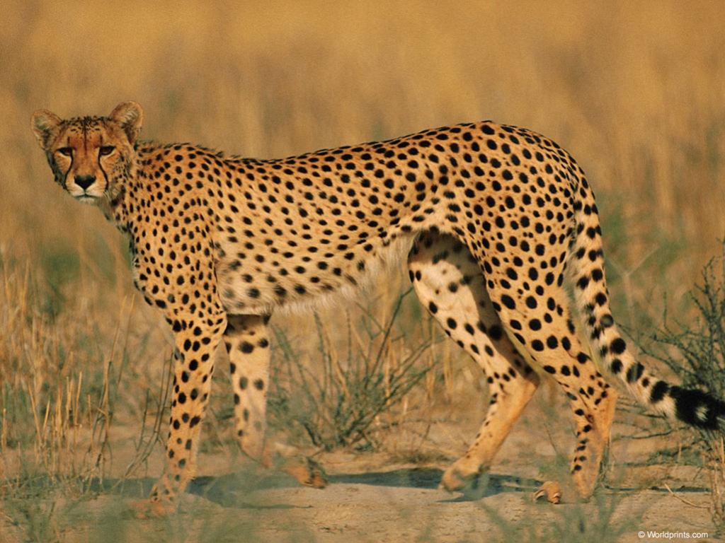 เสือชีต้าห์