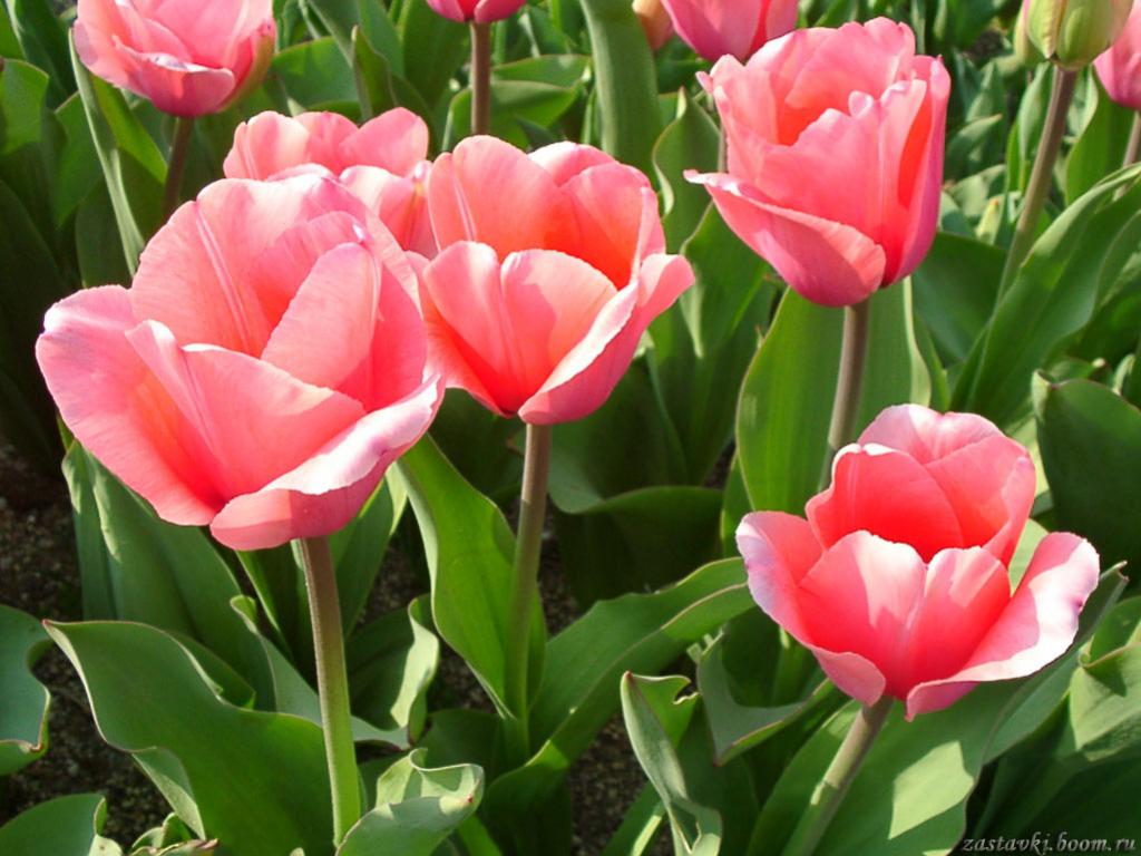 ดอกไม้บาน