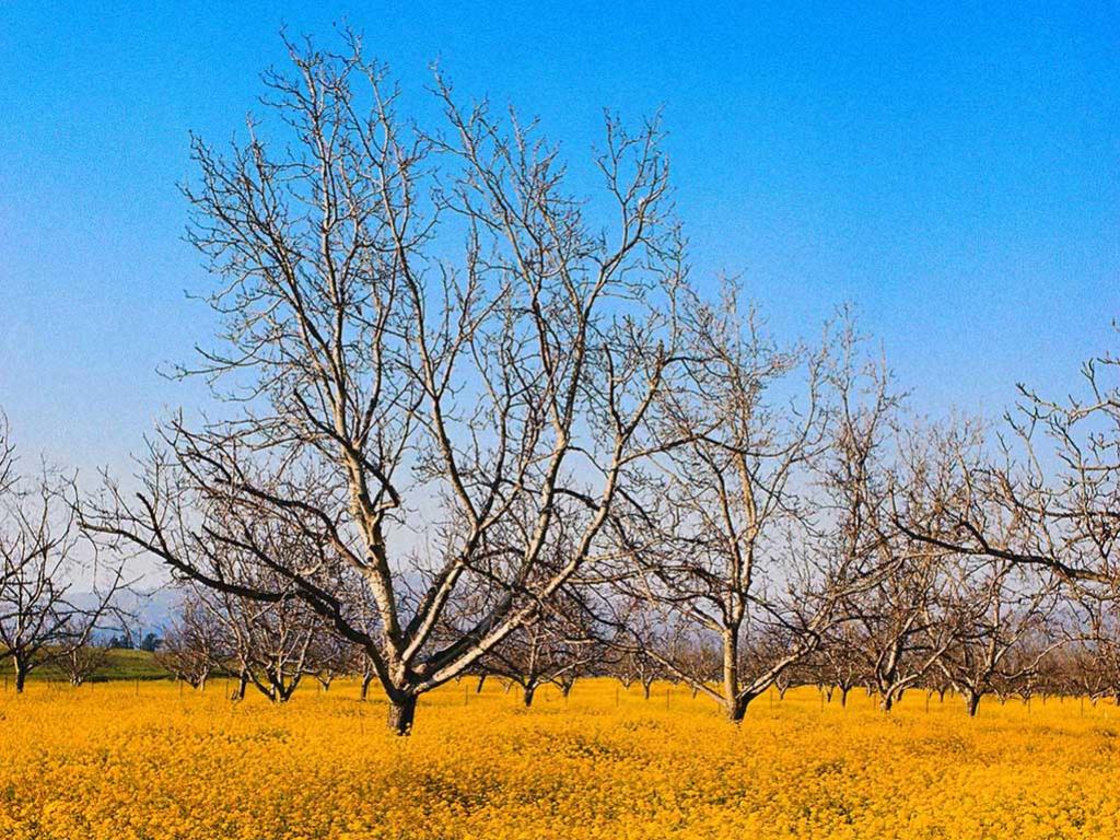 ต้นไม้กับความแห้งแล้ง