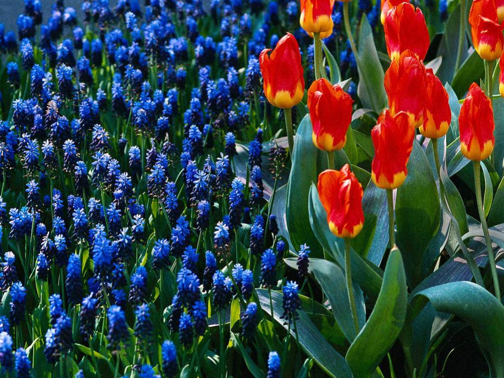 ทิวลิปสีน้ำเงิน