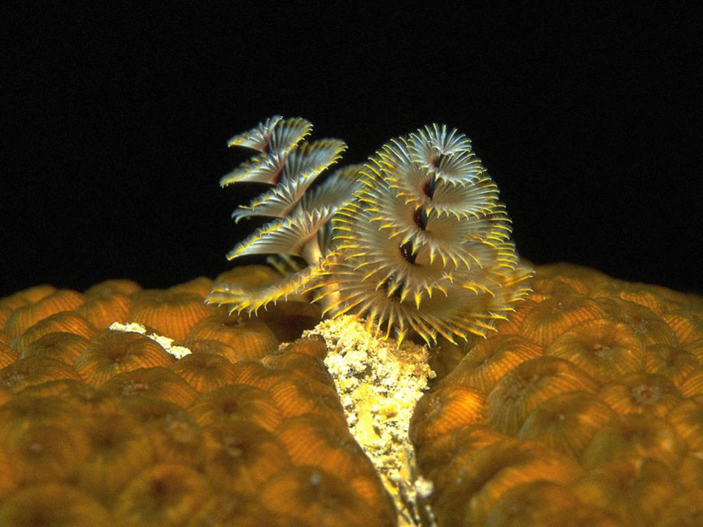 สิ่งมีชีวิตเล็กมาก