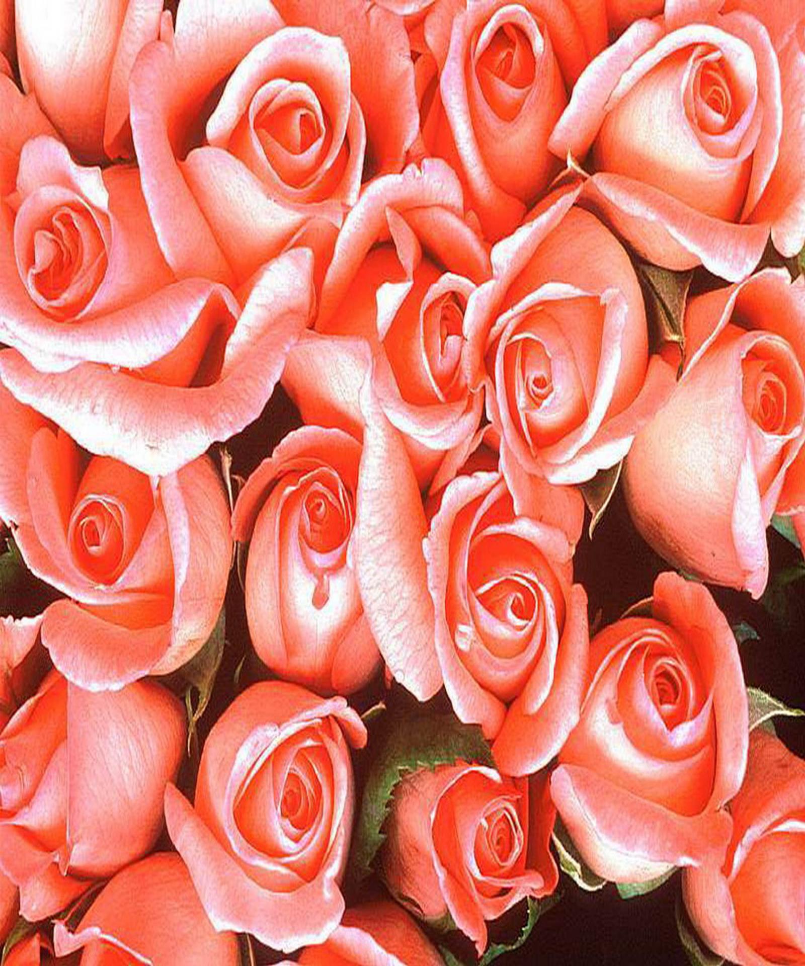 ดอกกุหลาบสีชมพู