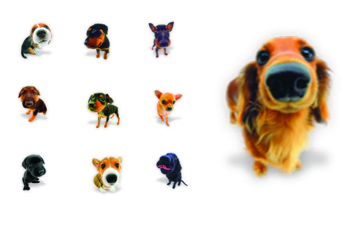 รูปสุนัขน่ารัก