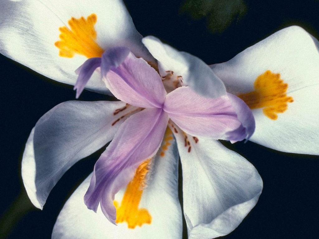 ศิลปของดอกไม้