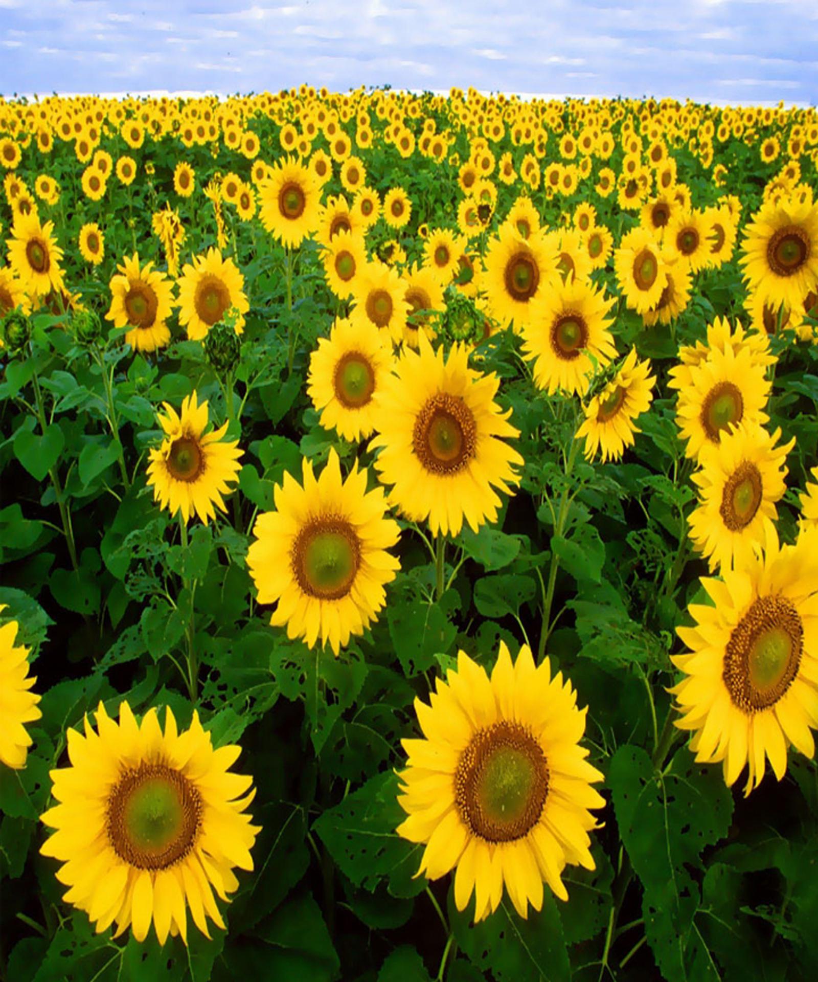 ทุ่งทานตะวัน