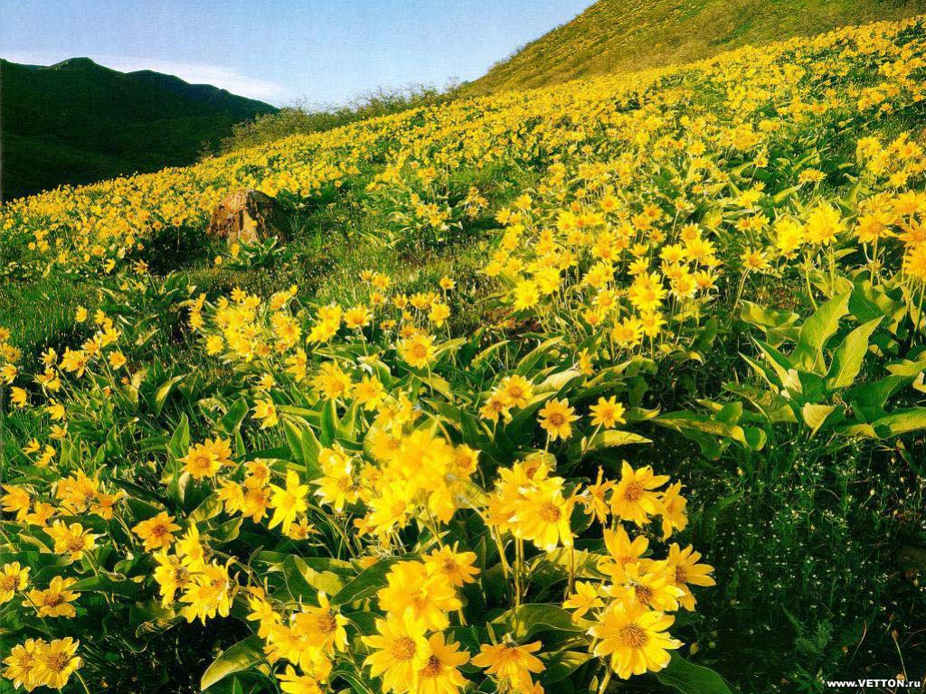 ทุ่งดอกไม้สีเหลือง